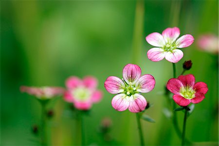 Saxifraga Photographie de stock - Rights-Managed, Code: 859-07356393