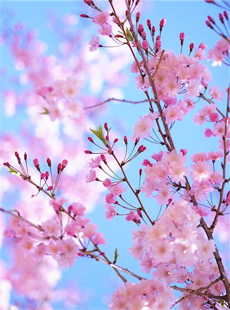 simsearch:859-06380256,k - Cherry blossoms Fotografie stock - Rights-Managed, Codice: 859-07356427
