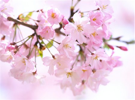 simsearch:859-06380256,k - Cherry blossoms Fotografie stock - Rights-Managed, Codice: 859-07356428