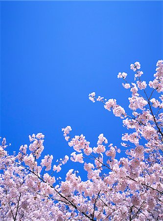 simsearch:859-06380256,k - Cherry blossoms Fotografie stock - Rights-Managed, Codice: 859-07356431