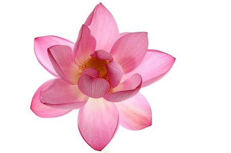 single flower petals - Lotus Stock Photo - Rights-Managed, Code: 859-07356466