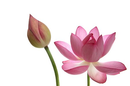 flowers on white background - Lotus Stock Photo - Rights-Managed, Code: 859-07356467
