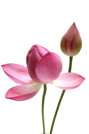 flowers on white background - Lotus Stock Photo - Rights-Managed, Code: 859-07356469