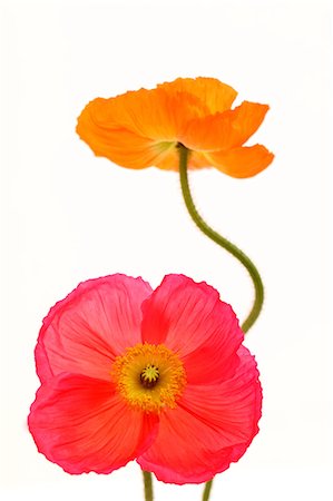 flowers isolated white background - Poppies Foto de stock - Con derechos protegidos, Código: 859-07356463