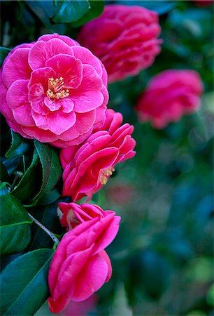 Camellia flowers Photographie de stock - Rights-Managed, Code: 859-07356489