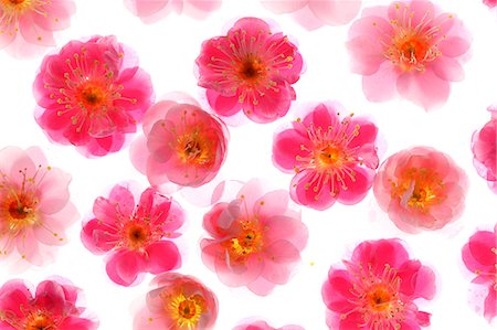 flower background - Plum blossoms Stock Photo - Rights-Managed, Code: 859-07356481