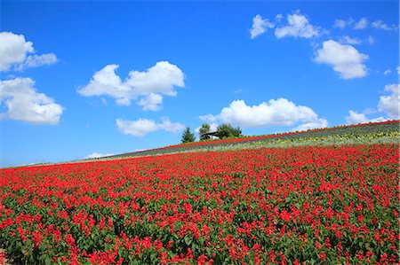 simsearch:622-07118049,k - Flower field Stock Photo - Rights-Managed, Code: 859-07356510