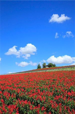 simsearch:859-07441986,k - Flower field Stockbilder - Lizenzpflichtiges, Bildnummer: 859-07356511