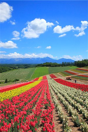 Flower field Stock Photo - Rights-Managed, Code: 859-07356512