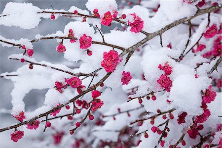 simsearch:859-07356329,k - Plum blossoms and snow Stock Photo - Rights-Managed, Code: 859-07356542