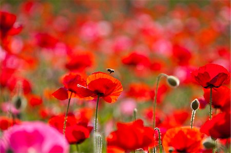 papaver - Flower field Stock Photo - Rights-Managed, Code: 859-07356564