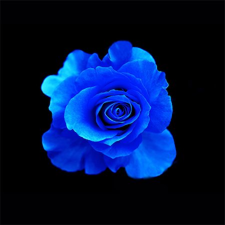 Blue flowers with a black background Stock Photos - Page 1 : Masterfile