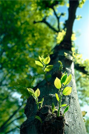 simsearch:859-07356486,k - Green leaves Foto de stock - Con derechos protegidos, Código: 859-07356587