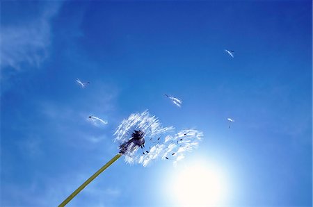 pissenlits - Dandelion fluff in the wind Photographie de stock - Rights-Managed, Code: 859-07356588