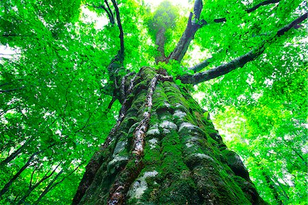 fish eye view - Shirakami-Sanchi, Akita Prefecture, Japan Stock Photo - Rights-Managed, Code: 859-07441409