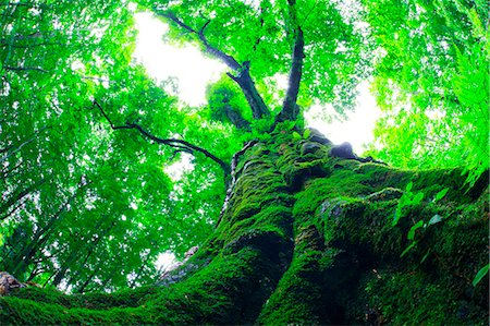 fish eye view - Shirakami-Sanchi, Akita Prefecture, Japan Stock Photo - Rights-Managed, Code: 859-07441410