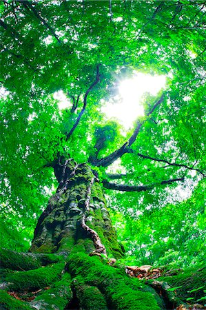 fish eye view - Shirakami-Sanchi, Akita Prefecture, Japan Stock Photo - Rights-Managed, Code: 859-07441411