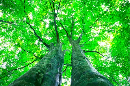 powerful (things in nature excluding animals) - Shirakami-Sanchi, Akita Prefecture, Japan Stock Photo - Rights-Managed, Code: 859-07441412