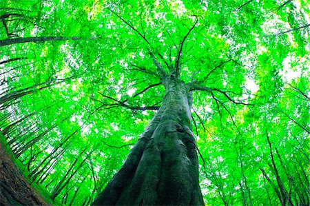 strong (things in nature excluding animals) - Shirakami-Sanchi, Akita Prefecture, Japan Foto de stock - Con derechos protegidos, Código: 859-07441413