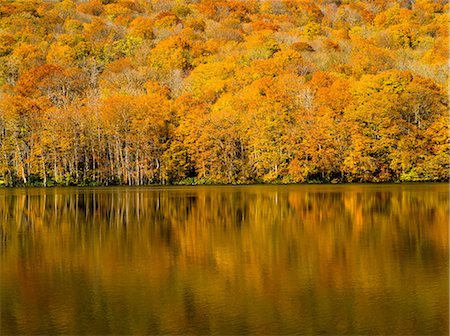 Autumn Colours, Tsuta Numa, Aomori Prefecture, Japan Stock Photo - Rights-Managed, Code: 859-07441534