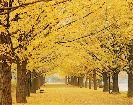 park avenue - Autumn colors Stockbilder - Lizenzpflichtiges, Bildnummer: 859-07441549