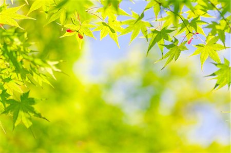 Green leaves Stock Photo - Rights-Managed, Code: 859-07441570
