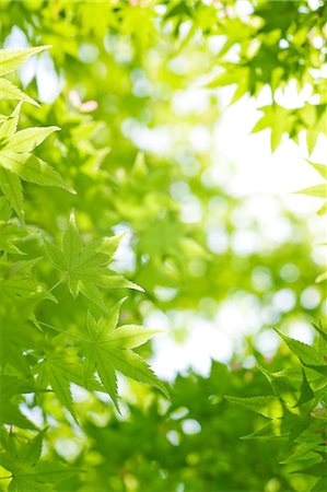 spring maple trees pictures - Green leaves Stock Photo - Rights-Managed, Code: 859-07441571