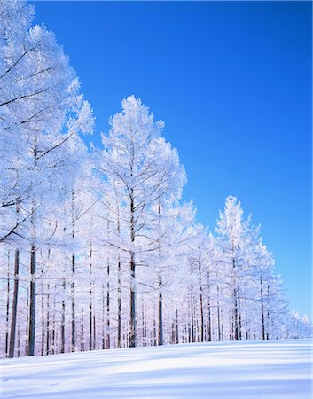 février - Biei, Hokkaido Photographie de stock - Rights-Managed, Code: 859-07441633