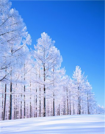 february - Biei, Hokkaido Stock Photo - Rights-Managed, Code: 859-07441633