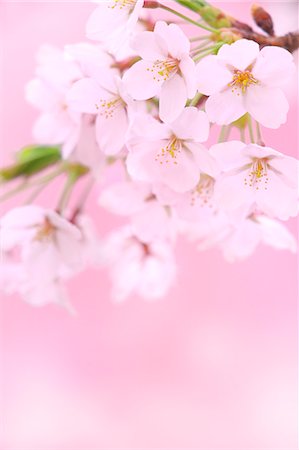 soft closeup - Cherry blossoms Stock Photo - Rights-Managed, Code: 859-07441643