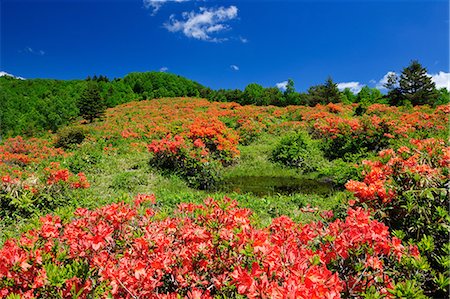 ericaceae - Nagano Prefecture, Japan Photographie de stock - Rights-Managed, Code: 859-07441653