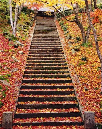 defoliator - Autumn colors Stock Photo - Rights-Managed, Code: 859-07441667