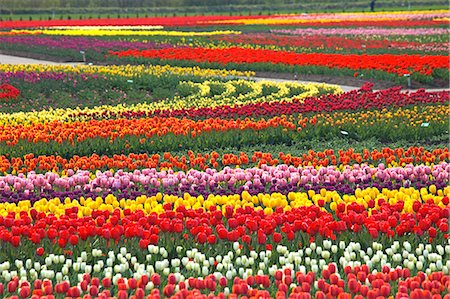 simsearch:859-03807032,k - Flower field Photographie de stock - Rights-Managed, Code: 859-07441694