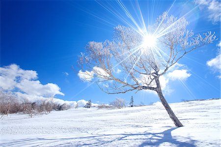 février - Nagano Prefecture, Japan Photographie de stock - Rights-Managed, Code: 859-07441828