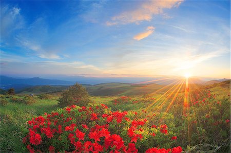 evening sun - Flower field Photographie de stock - Rights-Managed, Code: 859-07441841