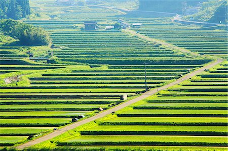 farmers in paddy fields - Rice Paddy Stock Photo - Rights-Managed, Code: 859-07441854