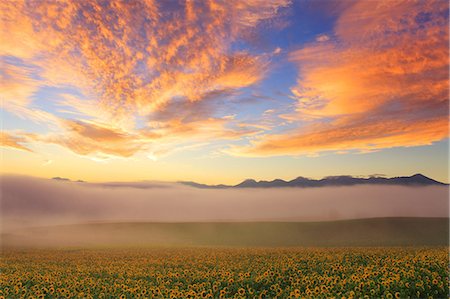 furano - Sunflowers Stockbilder - Lizenzpflichtiges, Bildnummer: 859-07441865