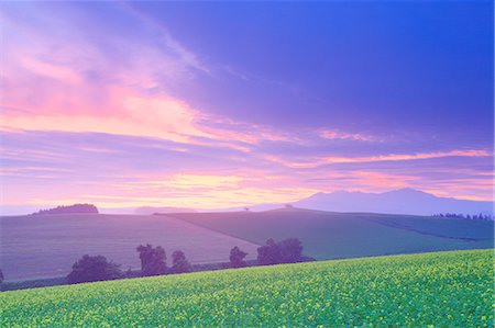 field of orange flowers - Flower field Stock Photo - Rights-Managed, Code: 859-07441883