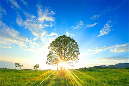 single tree blue sky cloud - Aomori Prefecture, Japan Stock Photo - Rights-Managed, Code: 859-07441901