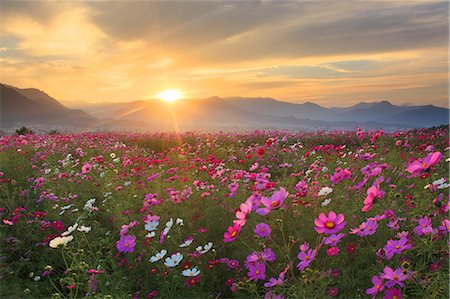 Flower field Photographie de stock - Rights-Managed, Code: 859-07441920
