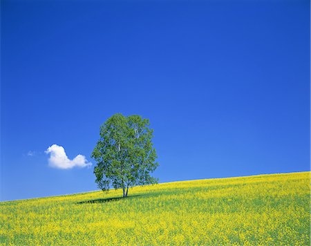 Tree on grassland Stock Photo - Rights-Managed, Code: 859-07441976