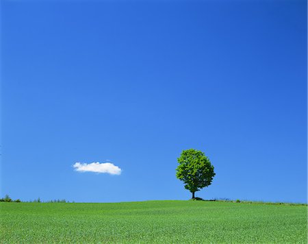 single tree blue sky cloud - Tree on grassland Stock Photo - Rights-Managed, Code: 859-07441977