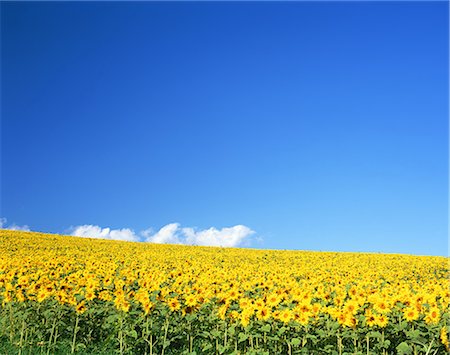 simsearch:859-07441985,k - Sunflowers Foto de stock - Con derechos protegidos, Código: 859-07441979