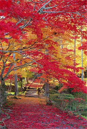 Autumn colors Photographie de stock - Rights-Managed, Code: 859-07442007