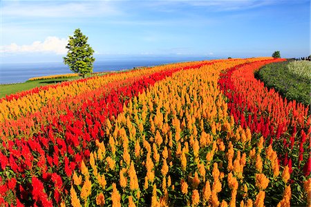 seto inland sea - Flower field Photographie de stock - Rights-Managed, Code: 859-07442010
