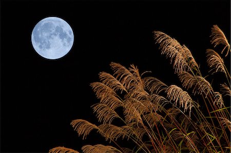 Japanese silver grass and full moon Stock Photo - Rights-Managed, Code: 859-07442013
