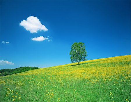 sinapis arvensis - Tree on grassland Stockbilder - Lizenzpflichtiges, Bildnummer: 859-07442036