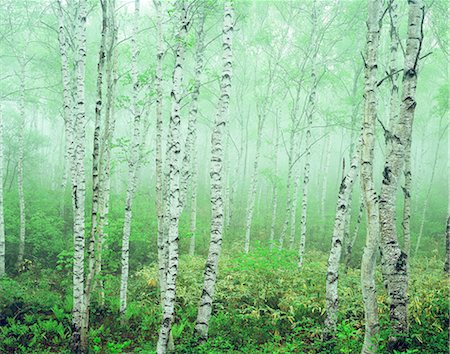 Nagano Prefecture, Japan Photographie de stock - Rights-Managed, Code: 859-07442041