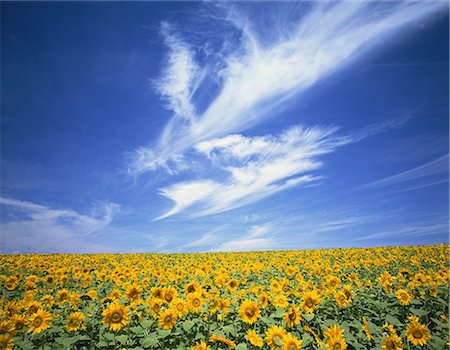 simsearch:859-07442223,k - Sunflowers Stock Photo - Rights-Managed, Code: 859-07442065