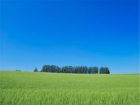 Grassland and sky Stock Photo - Rights-Managed, Code: 859-07442089